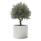Pot Olivo cylindrique en béton GFRC 4