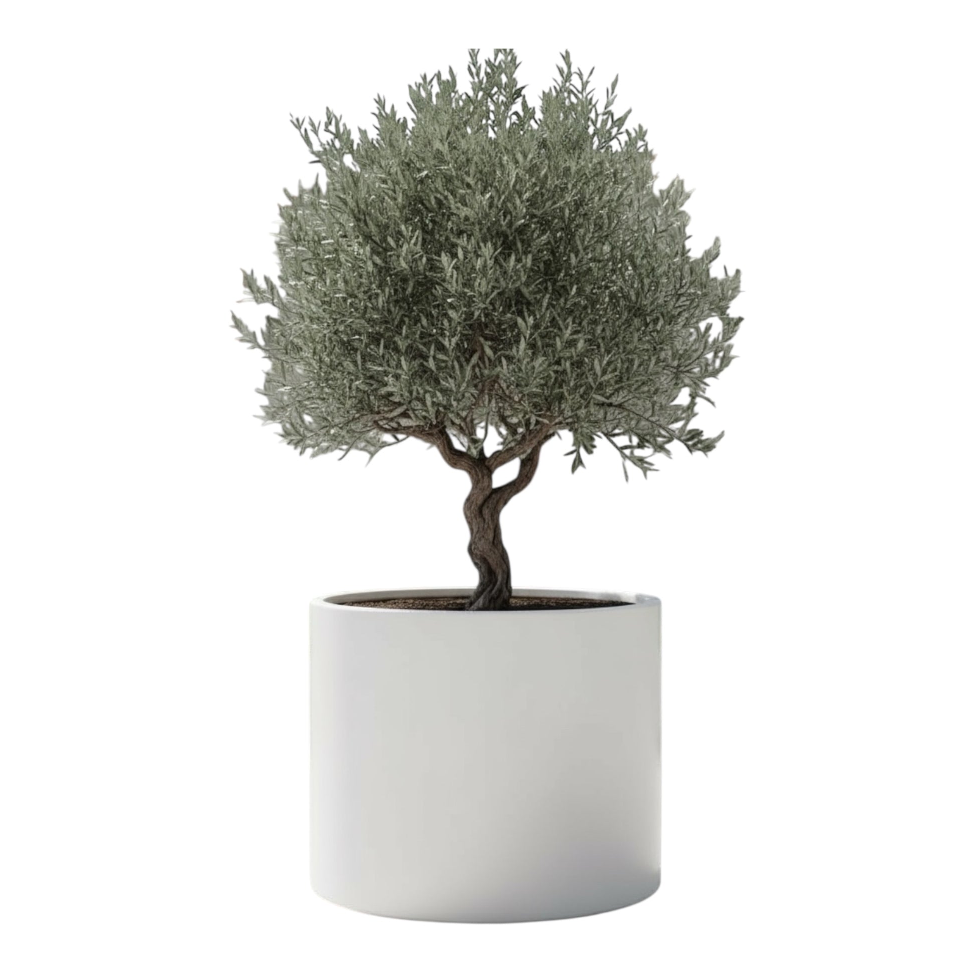 Pot Olivo cylindrique en béton GFRC 4